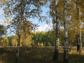 с.Новозырянка с.Новозырянка.