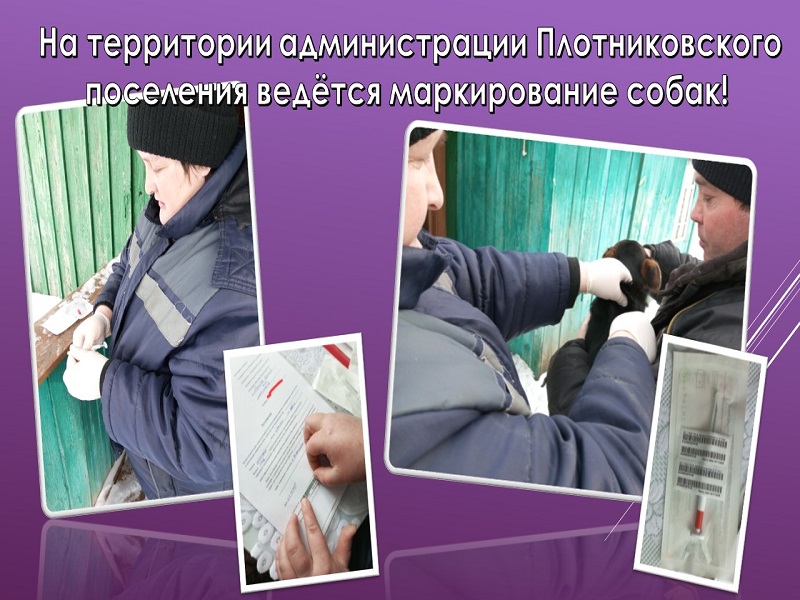 Маркирование собак.