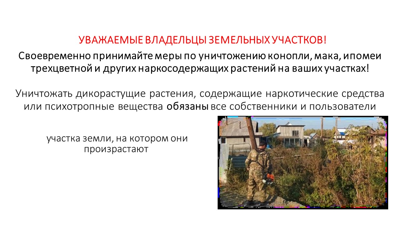 Обращаем ваше внимание на своевременное принятие  мер по уничтожению наркосодержащих растений!.